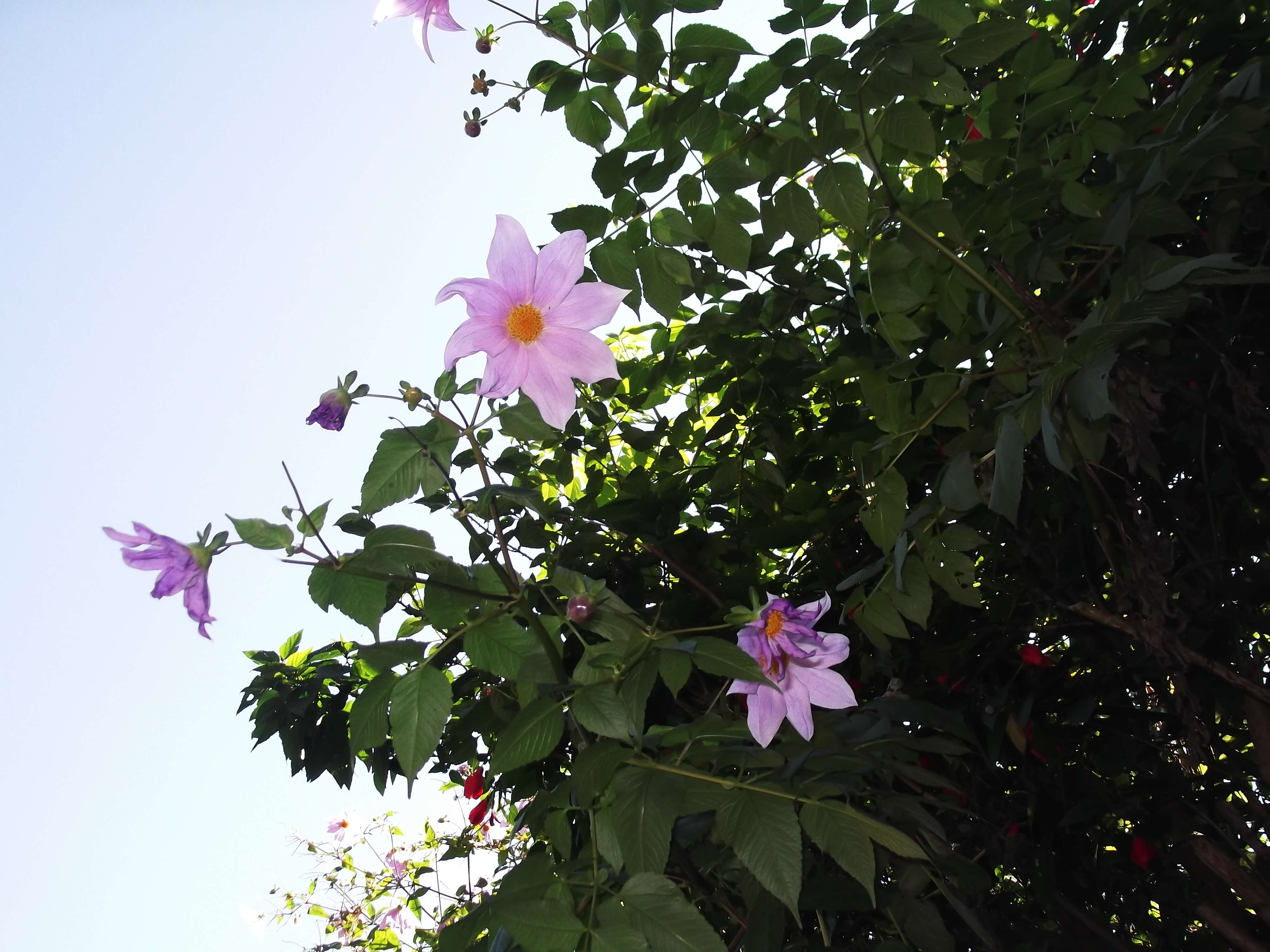 Image of Tree dahlia