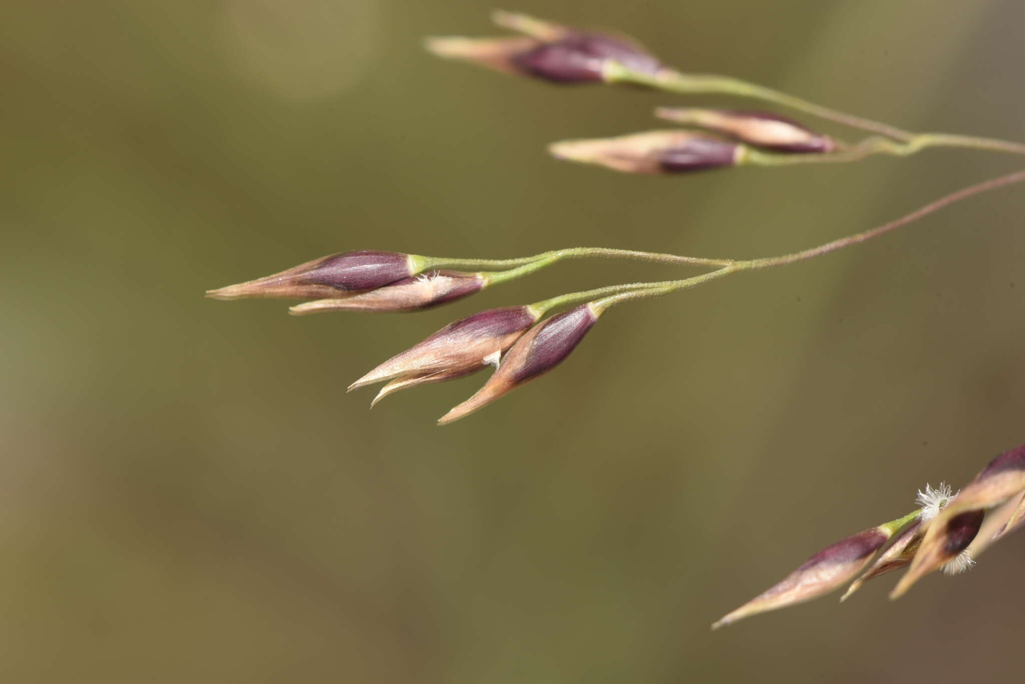 Слика од Piptatherum coerulescens (Desf.) P. Beauv.