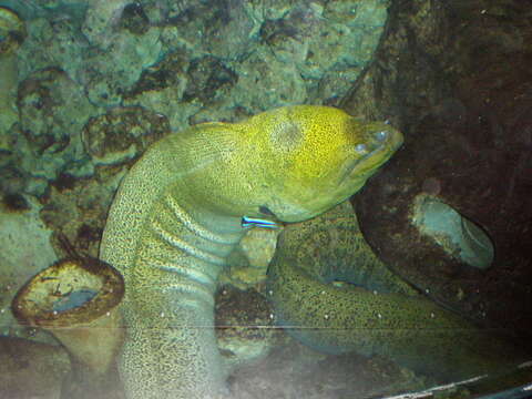 Image of Giant moray