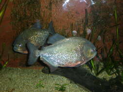 Image of Red-bellied piranha