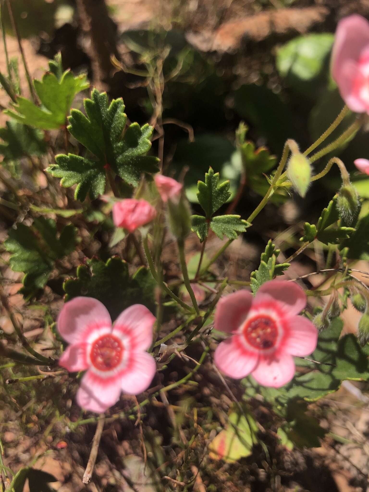 Image of Pelargonium incarnatum (L.) Moench