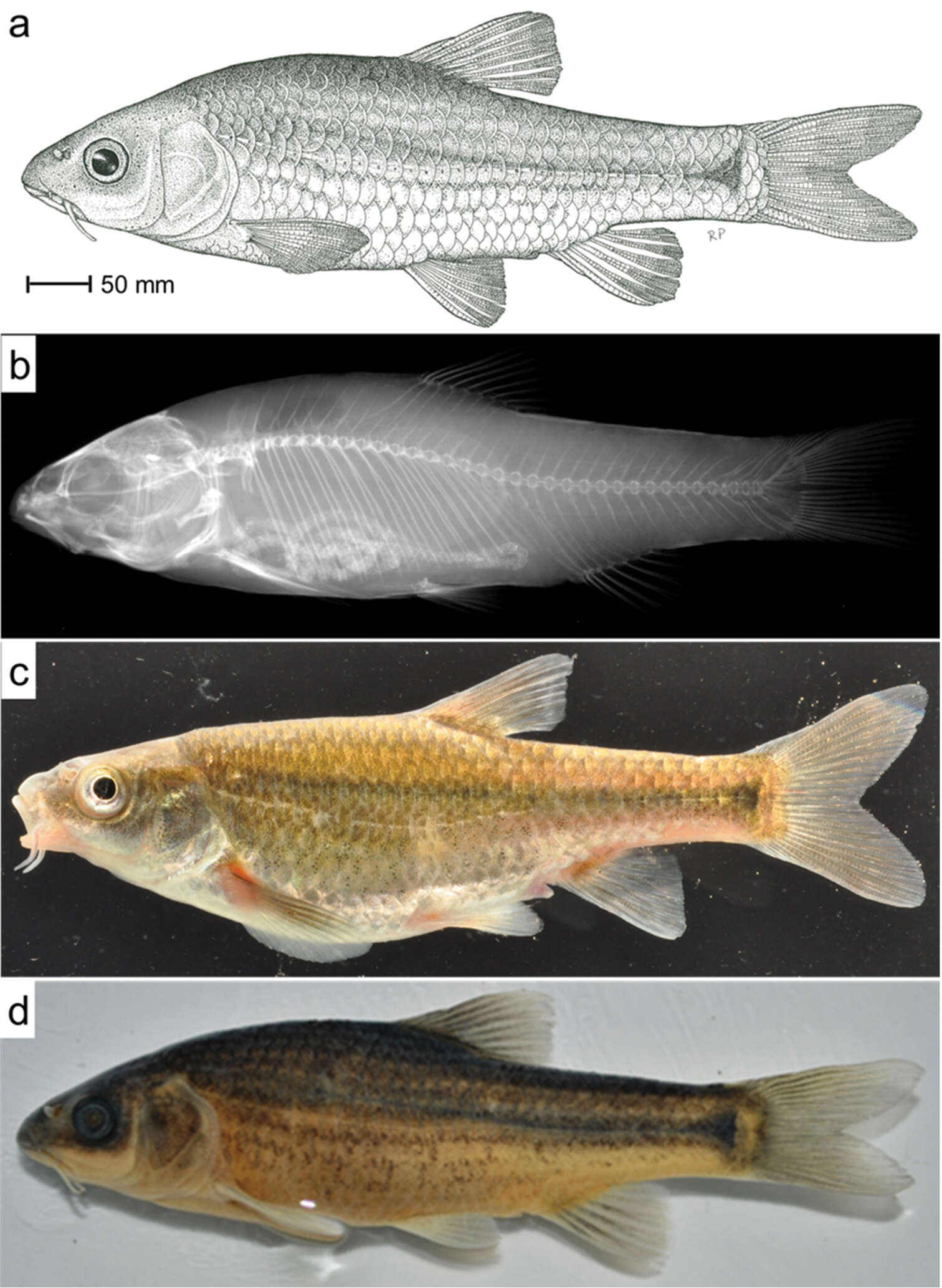 Pseudobarbus verloreni Chakona, Swartz & Skelton 2014 resmi