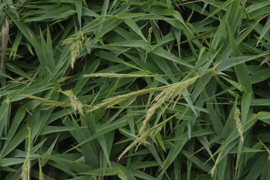 Image of Arundo formosana Hack.