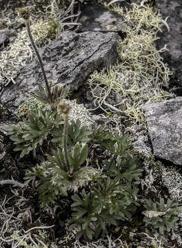 Image of Little Belt Mountain thimbleweed