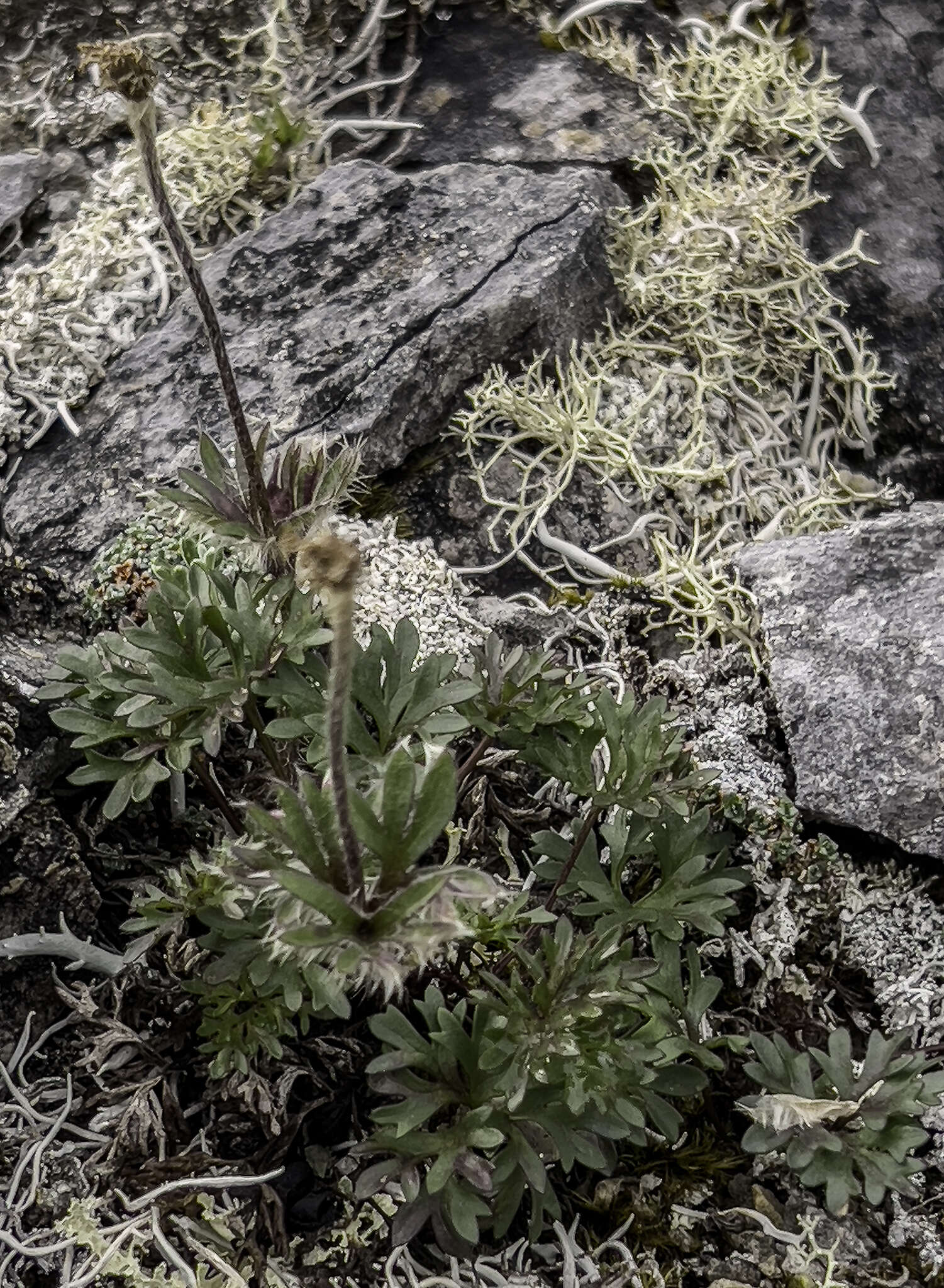 Imagem de Anemone lithophila Rydb.