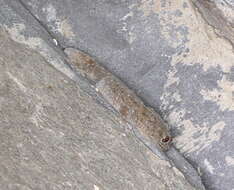 Image of Gomero Wall Gecko