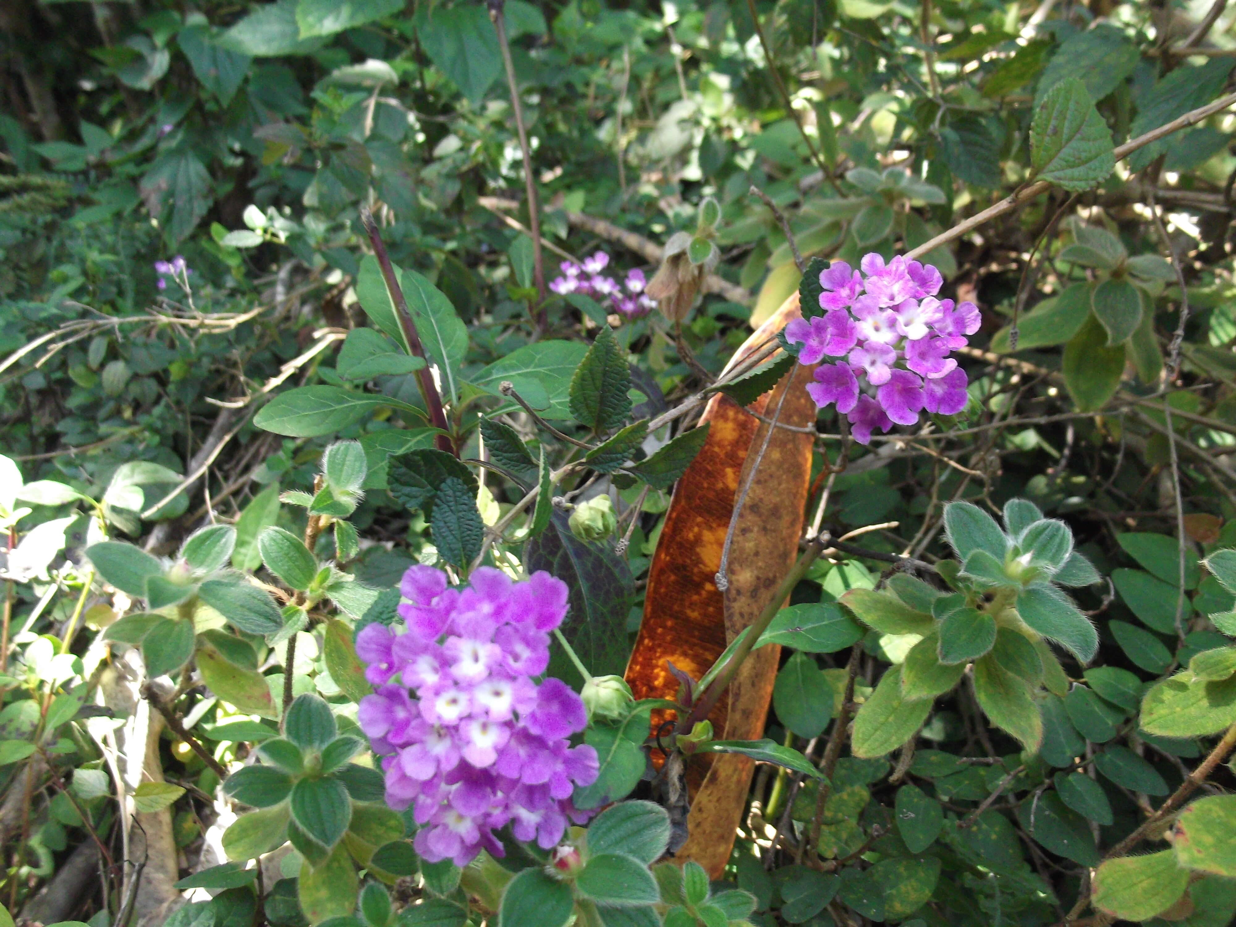 Image of trailing shrubverbena