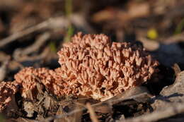 Ramaria australiana (Cleland) R. H. Petersen 1969 resmi