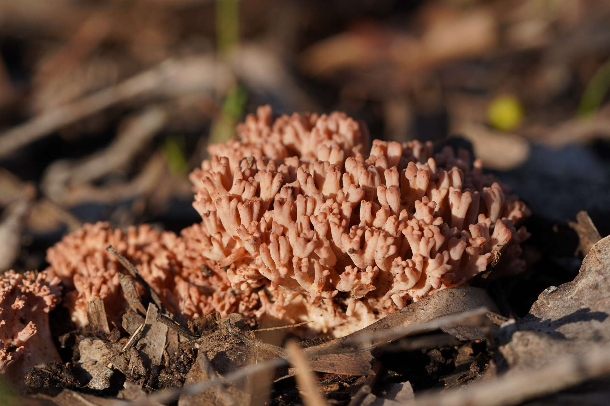 Image of Ramaria australiana (Cleland) R. H. Petersen 1969