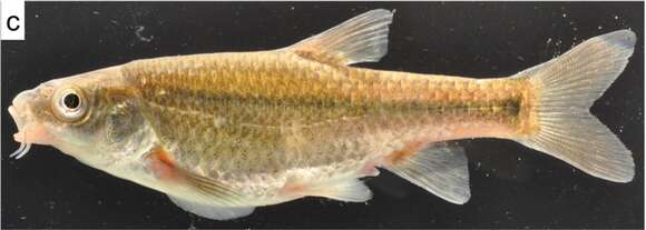 Image of Verlorenvlei redfin