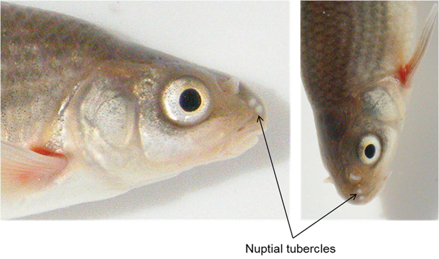 Pseudobarbus verloreni Chakona, Swartz & Skelton 2014 resmi