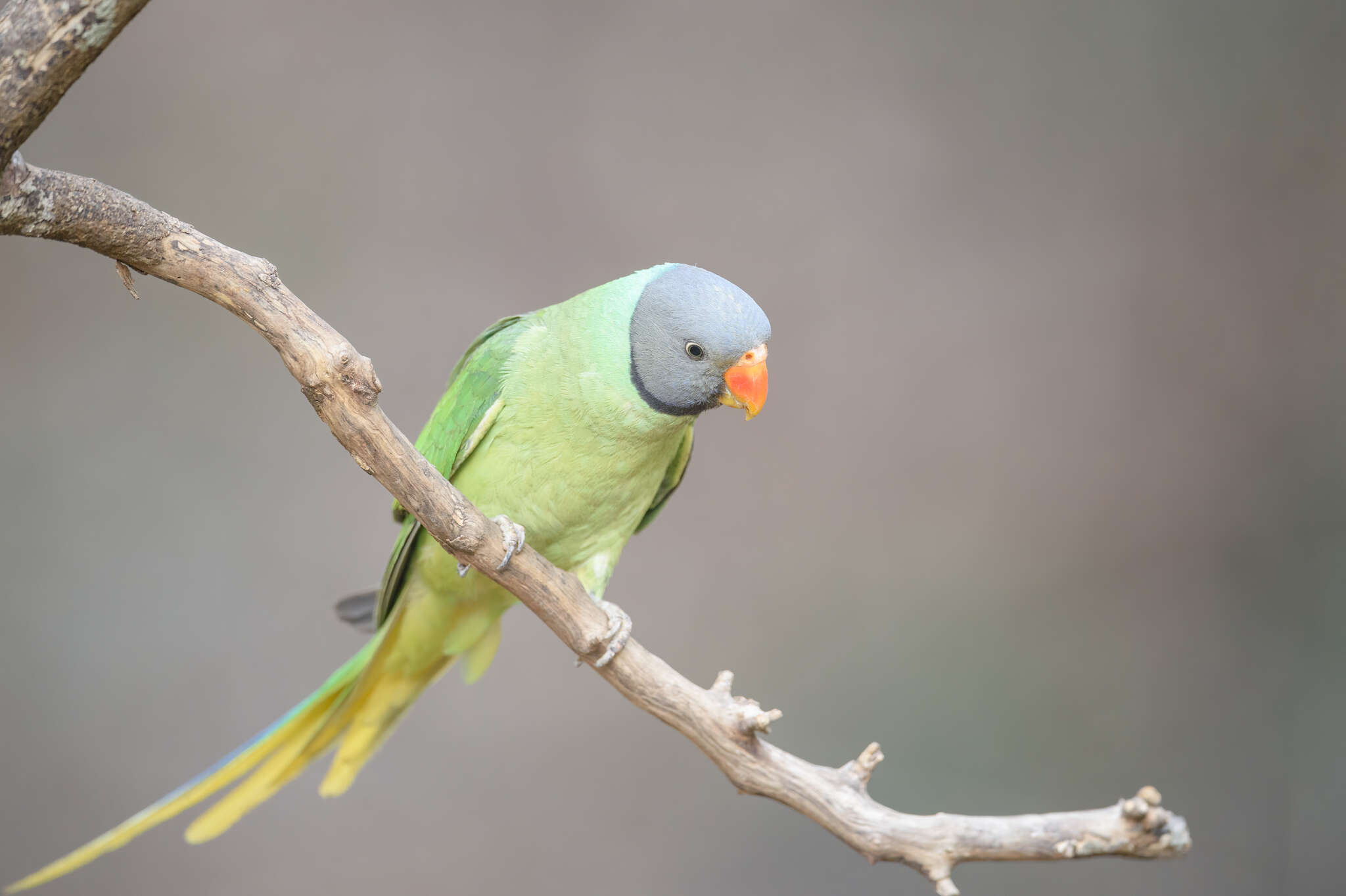 Image of Slaty-headed Parakeet