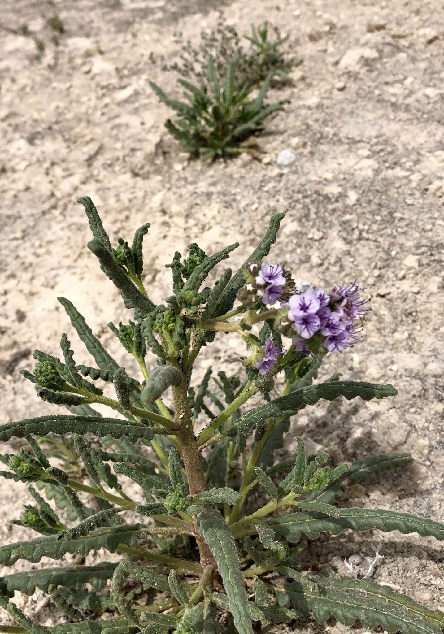 Image of Texan phacelia