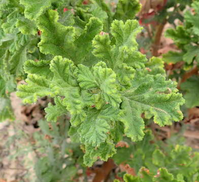 Image of oakleaf geranium