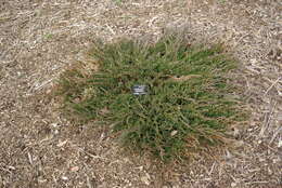 Слика од Juniperus horizontalis Moench