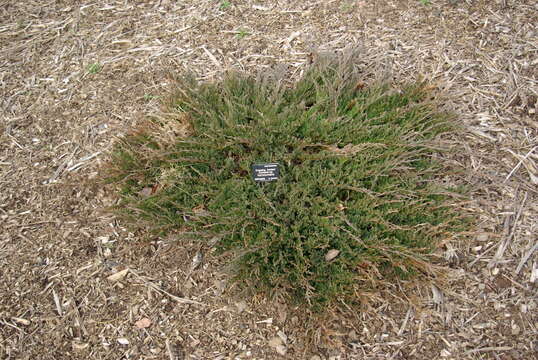 Image of creeping juniper