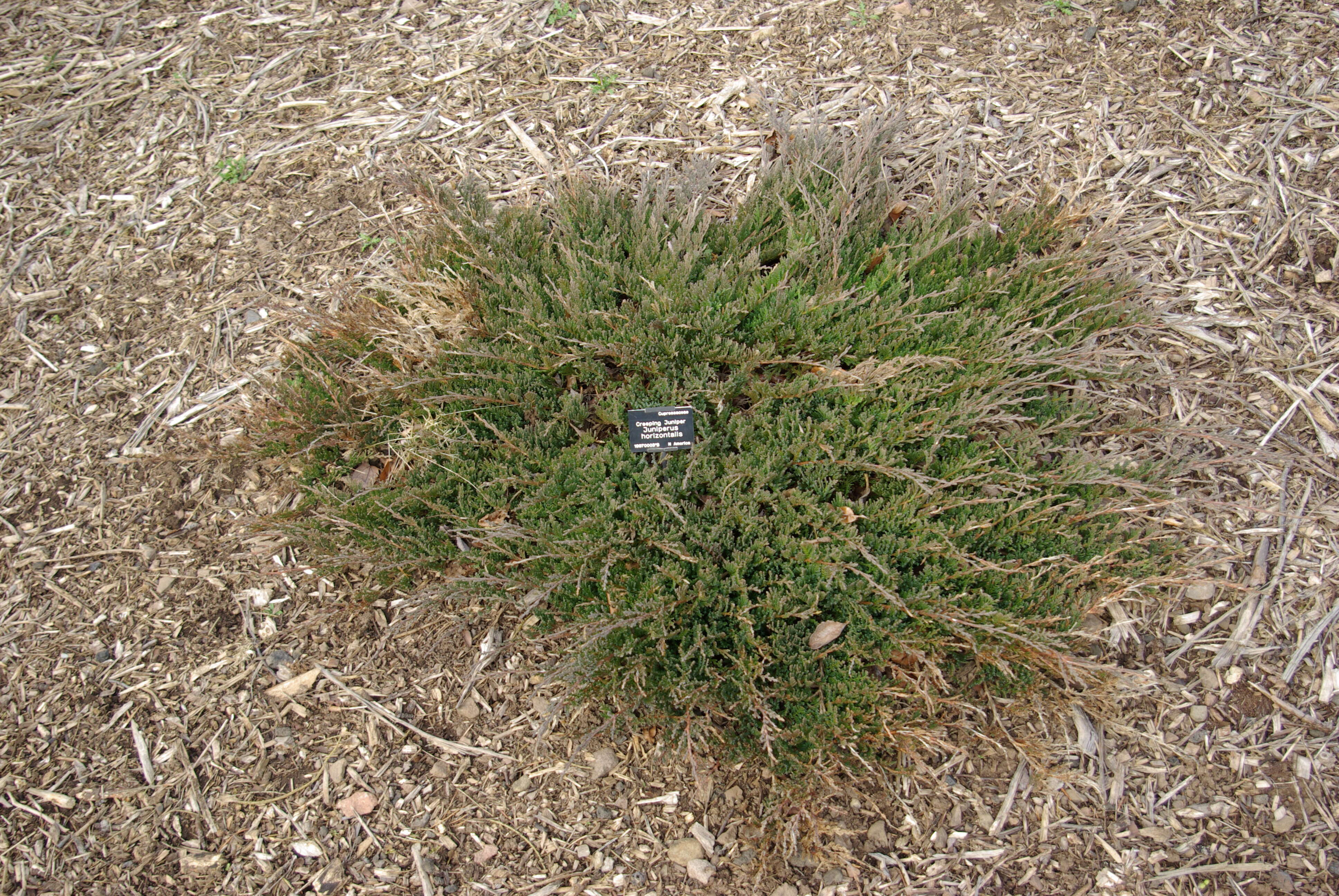Imagem de Juniperus horizontalis Moench