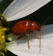 Image of Neocrepidodera ferruginea (Scopoli 1763)