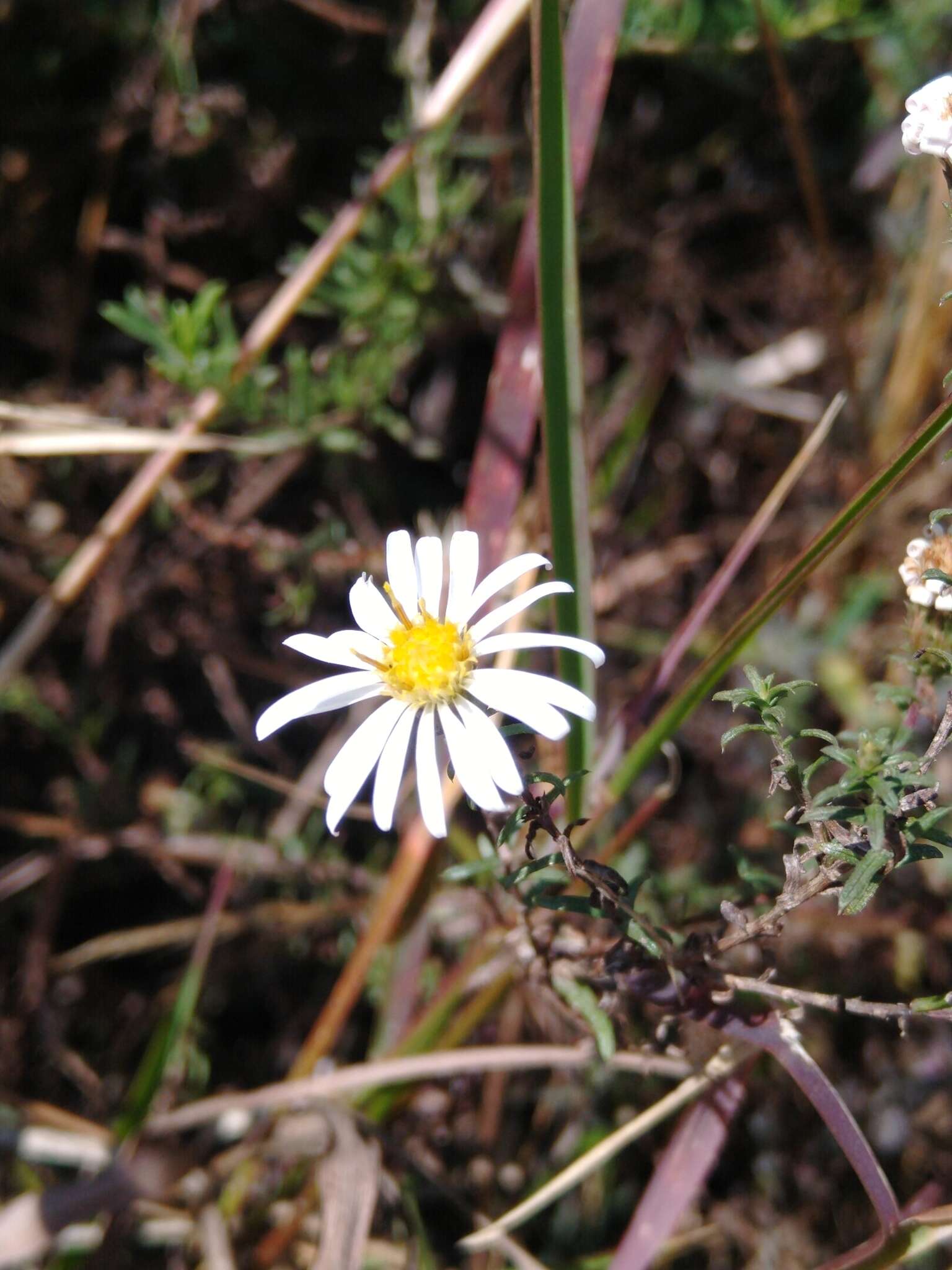 Image de Symphyotrichum trilineatum (Sch. Bip. ex Klatt) G. L. Nesom