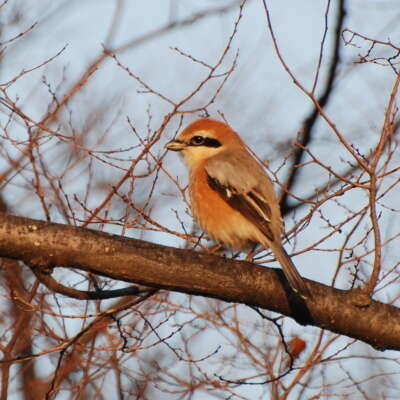 Image of true shrikes