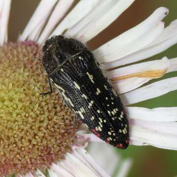 Imagem de Acmaeodera rubronotata Laporte & Gory 1835