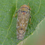 Image of Japanese Leafhopper