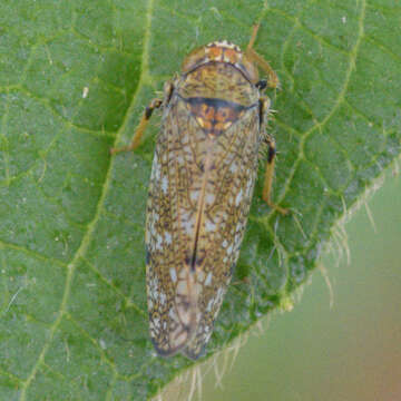 Image of Japanese Leafhopper