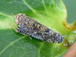 Image of Japanese Leafhopper