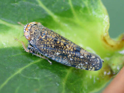 Image of Japanese Leafhopper