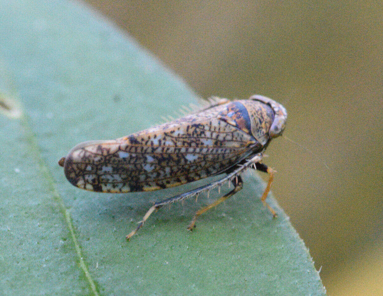 Image of Japanese Leafhopper