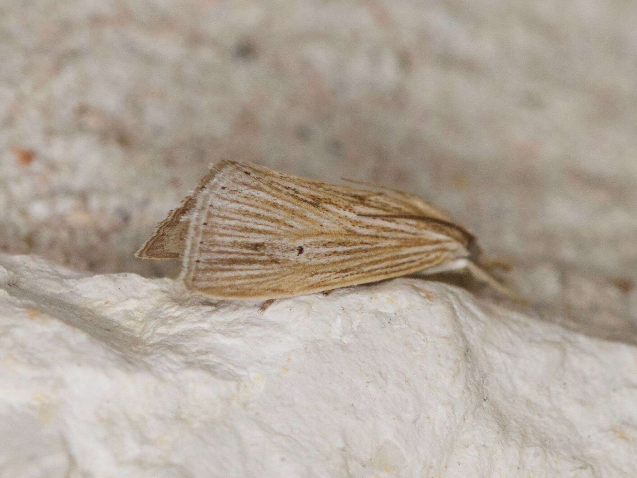 Image of <i>Xubida panalope</i>