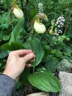 Image of Kentucky lady's slipper