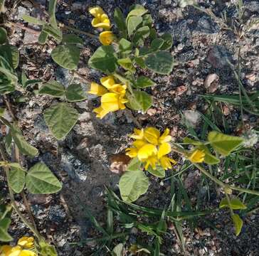 Image of Chihuahuan snoutbean