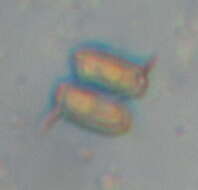 Image of Desmodesmus (R. Chodat) S. S. An, T. Friedl & E. Hegewald 1999