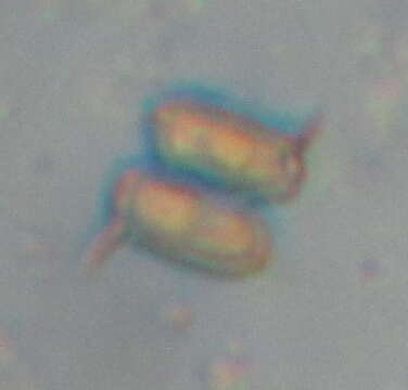 Image of Desmodesmus (R. Chodat) S. S. An, T. Friedl & E. Hegewald 1999