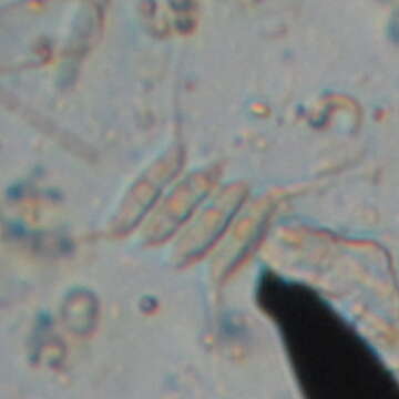 Image of Desmodesmus (R. Chodat) S. S. An, T. Friedl & E. Hegewald 1999