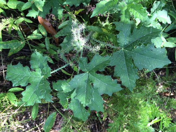 Image of Texas bullnettle