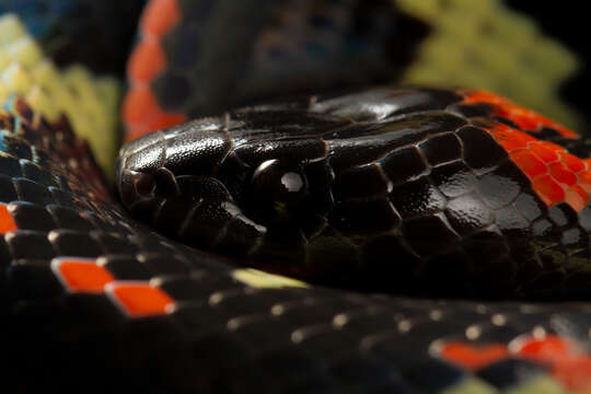 Image of Worontzow's Spotted Night Snake