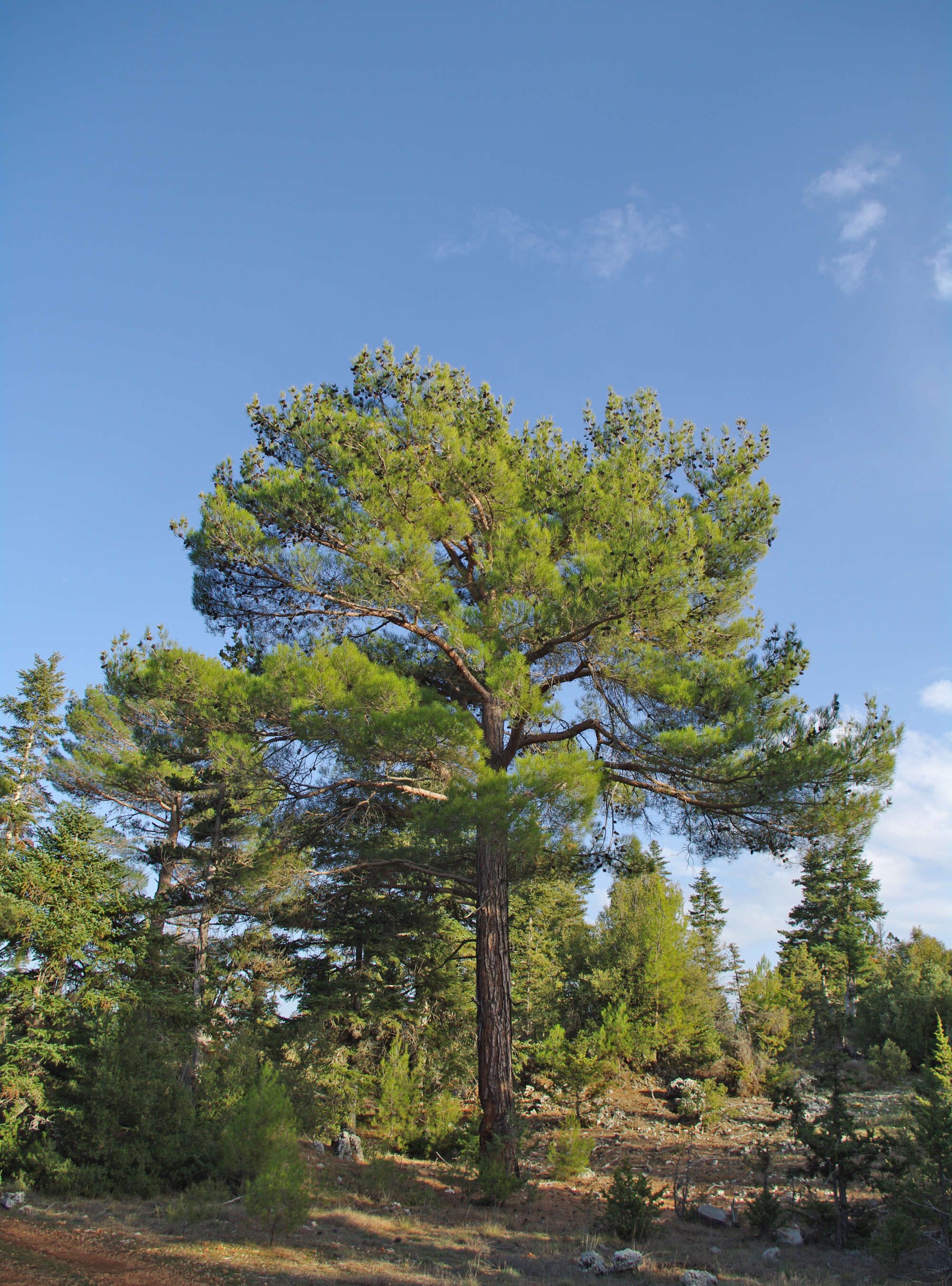 Image of Brutia Pine