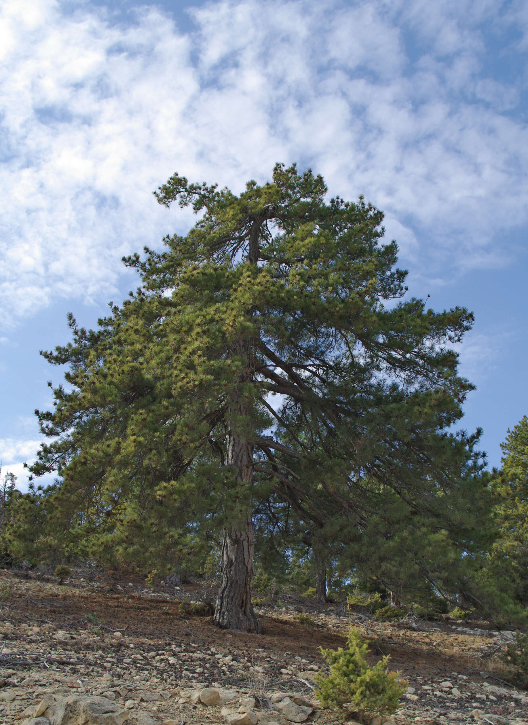 Image of Brutia Pine