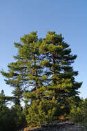 Image of Brutia Pine