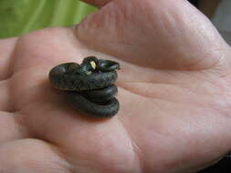 Image of Grass Snake