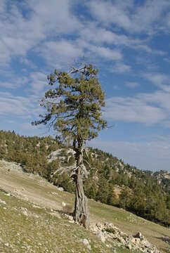 صورة عرعر متعالي