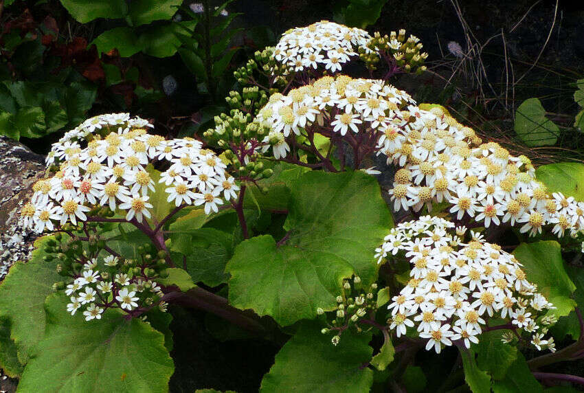 Image of Pericallis malvifolia (L'Hér.) B. Nord.