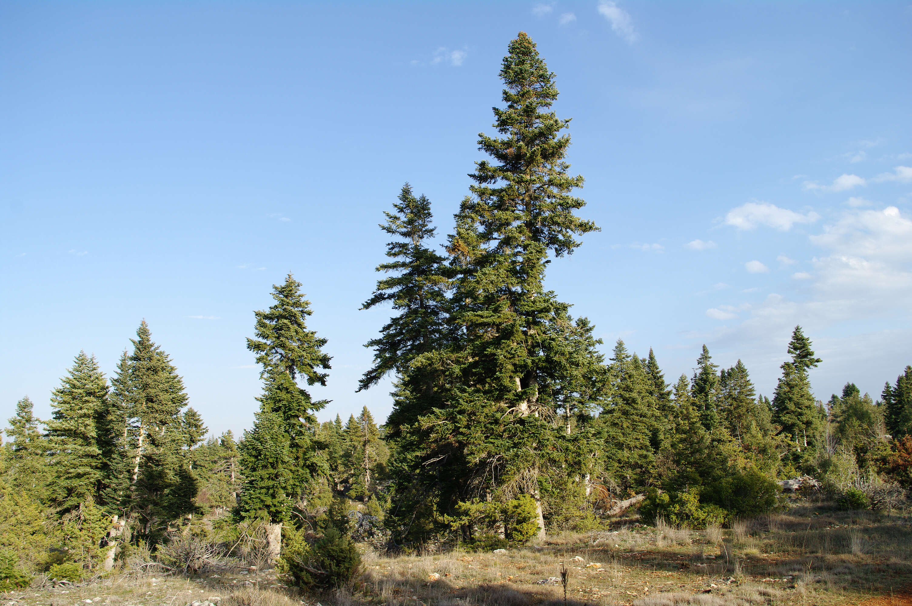 Imagem de Abies cilicica (Antoine & Kotschy) Carrière