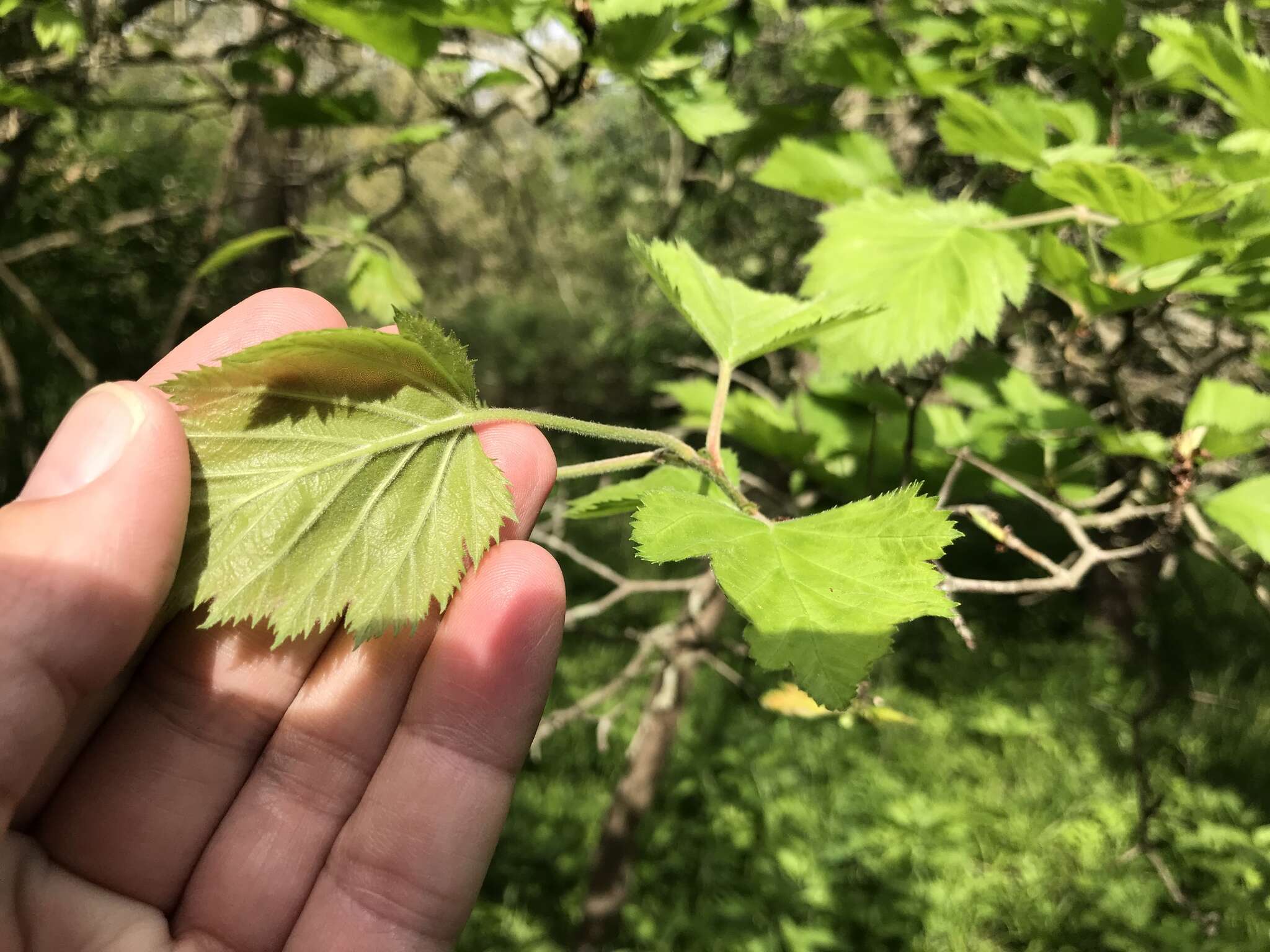 Image de Crataegus mollis (Torr. & Gray) Scheele