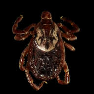 Image of American dog tick