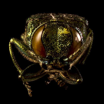 Image of Emerald ash borer