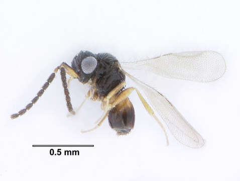 Image of Ceraphronidae