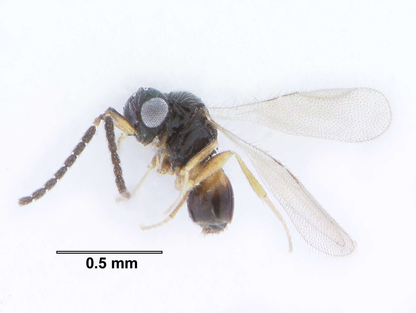 Image of ceraphronid wasps